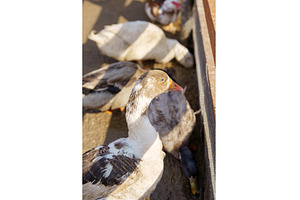 Ducks gather around a feeding trough, a Nature Photo by darksoul72