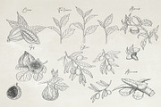 Herbs & Fruits hand drawn collection, an Object Illustration by Garden in frame (Thumbnail 8 of 9)