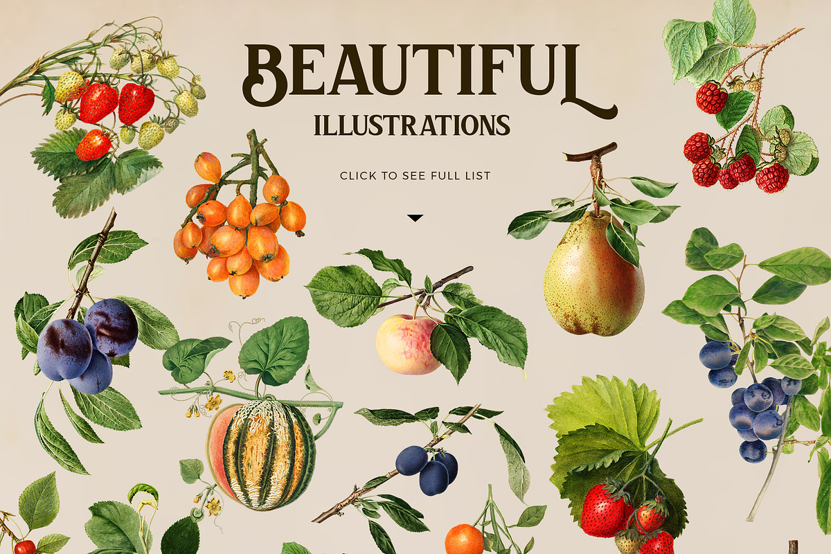 Vintage harvest fruits collection, a Pattern Graphic by Beauty Drops (Photo 3 of 9)