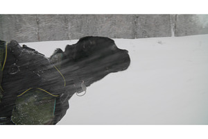 Semiannual Cane Corso Whelp Puppy, a Graphic by Our Amazing World