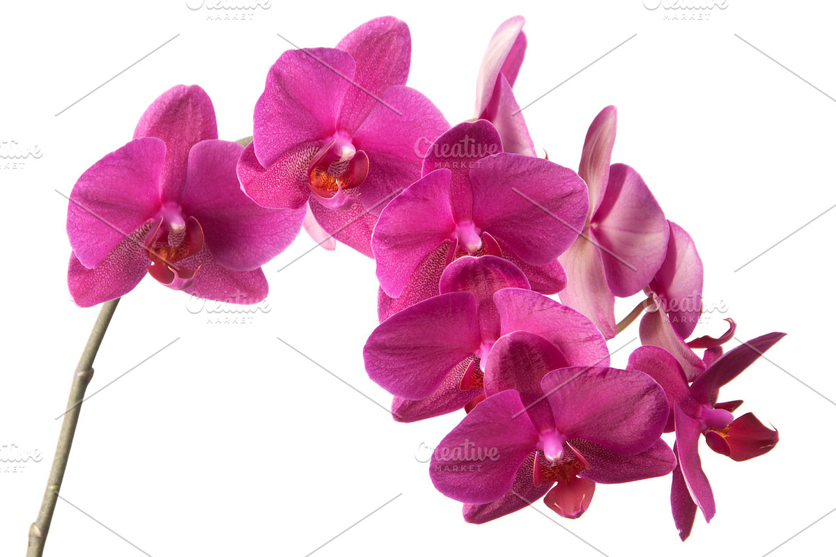 Phalaenopsis orchid flowers containing orchid, flowers, and white, a Nature Photo by Alexander62 (Photo 2 of 2)