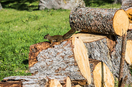 The firewood for the winter, a Nature Photo by kavram