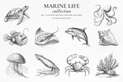 Vintage Marine Life Illustration Set, an Animal Illustration by NatalieArtShop (Thumbnail 18 of 20)