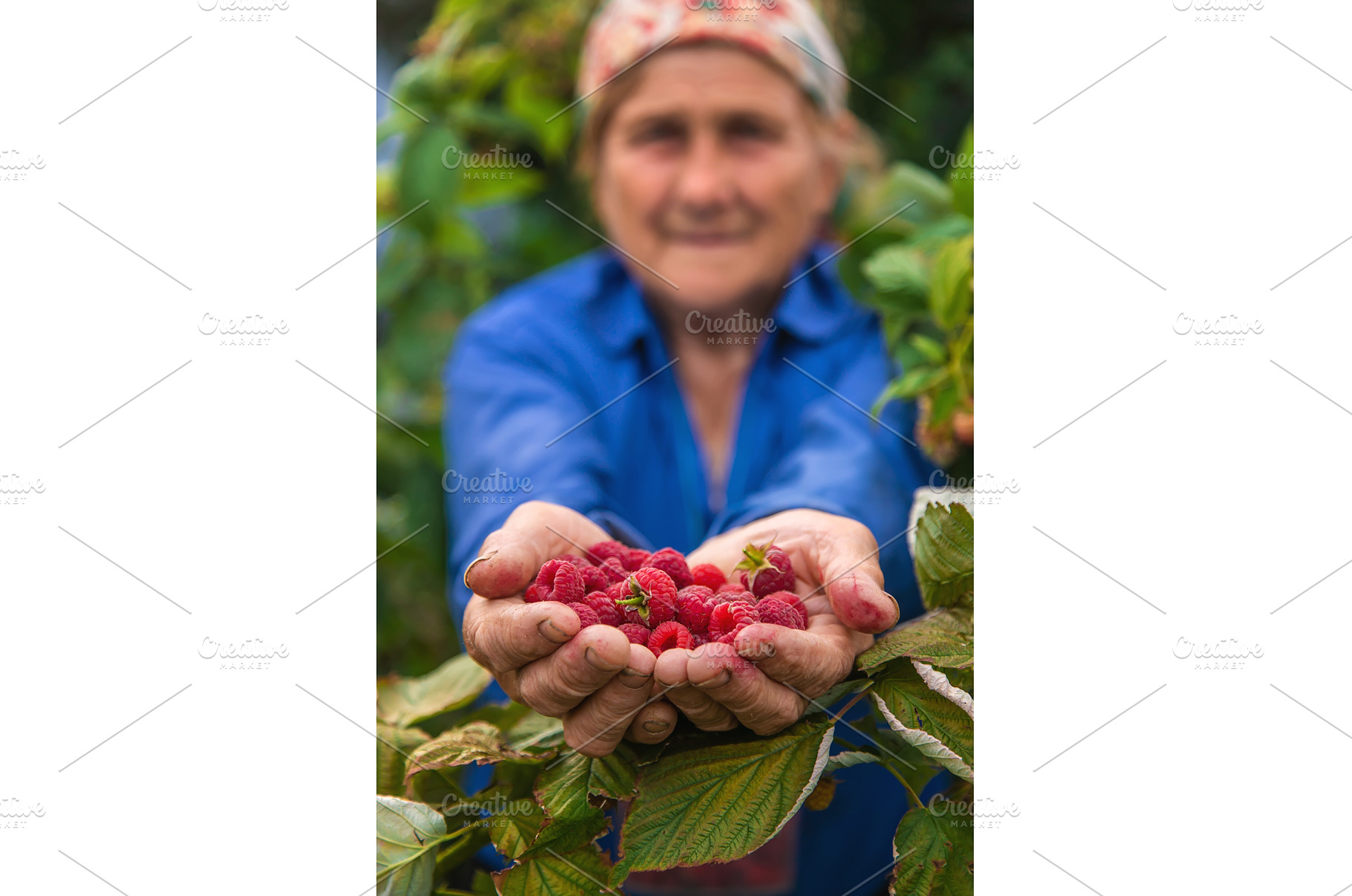 Grandmother harvests raspberries in, a Food & Drink Photo by yanadjana