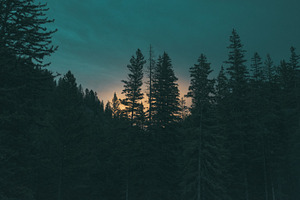 Forest at Sunset