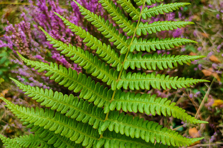 Green fern leaf on the water, a Nature Photo by Photostock