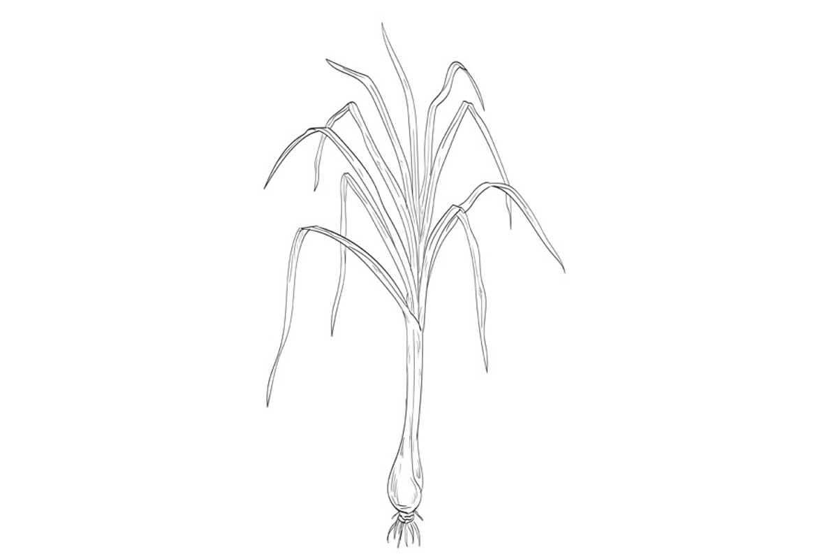 Cymbopogon Citratus or Lemon Grass, an Illustration by patrimonio