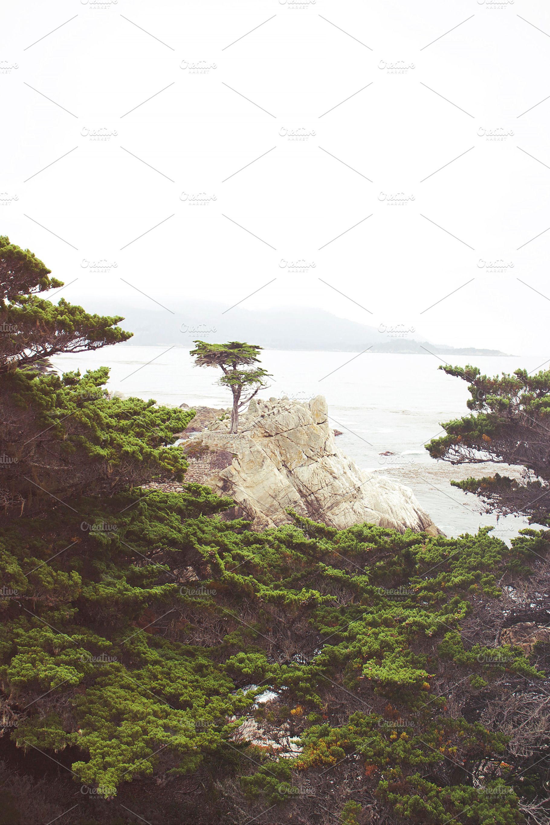 The Lone Cypress I, a Nature Photo by Satchel & Sage
