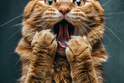 236 surprised animals, an Animal Photo by Handmadefont (Thumbnail 38 of 241)