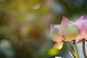 Lotus on the bokeh background