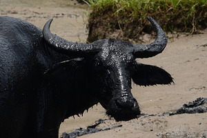 Mud Covered Buffalo, an Animal Photo by bastera