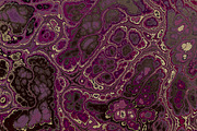 20 burgundy marble textures 64 mp, a Texture Graphic by tkdesign (Thumbnail 9 of 21)