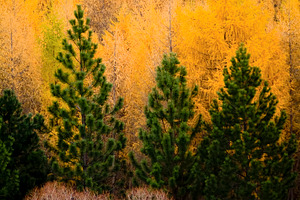 Green And Orange Pine Trees, a Nature Photo by THP Creative