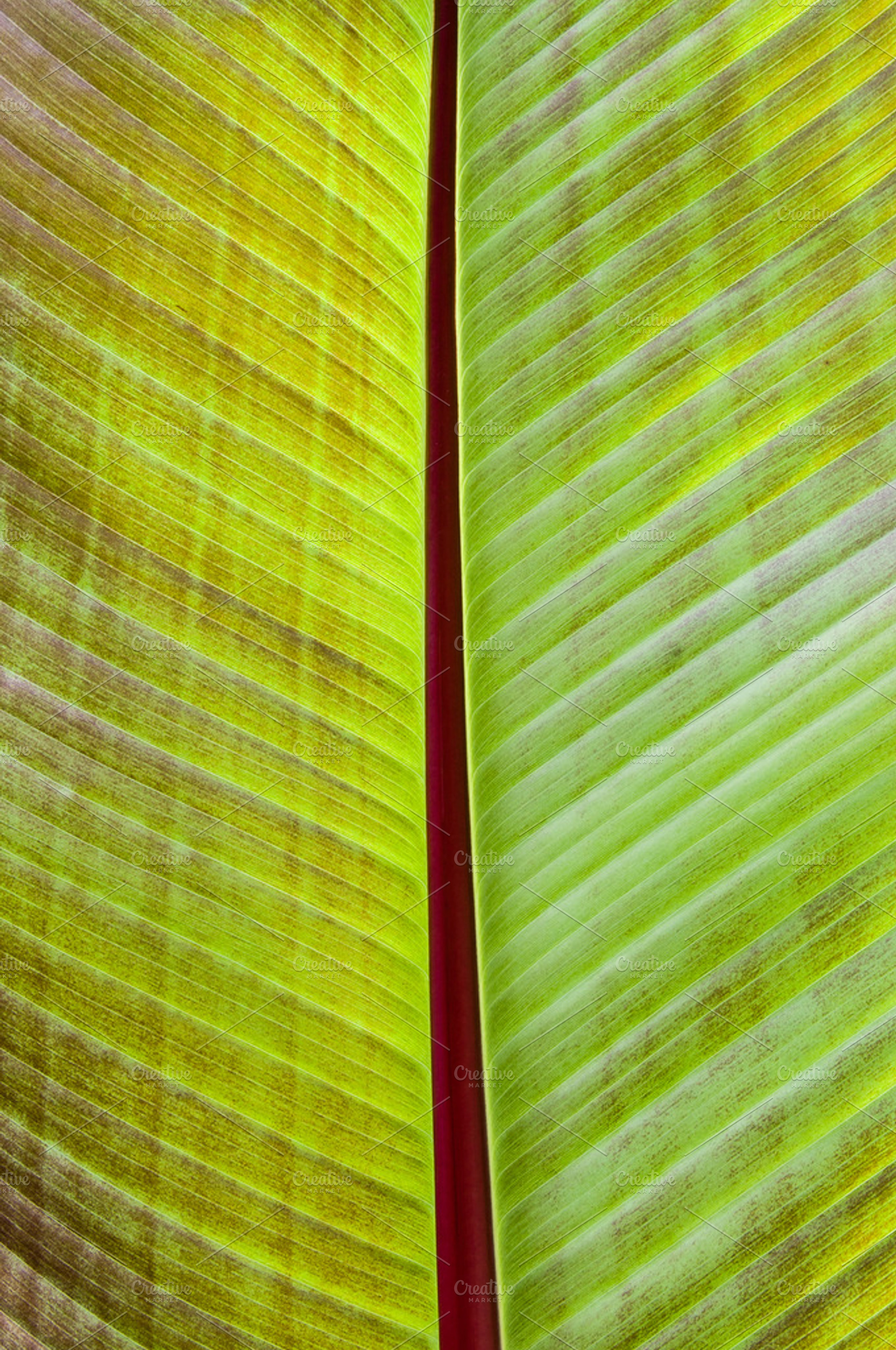 Back lit banana leaf for background