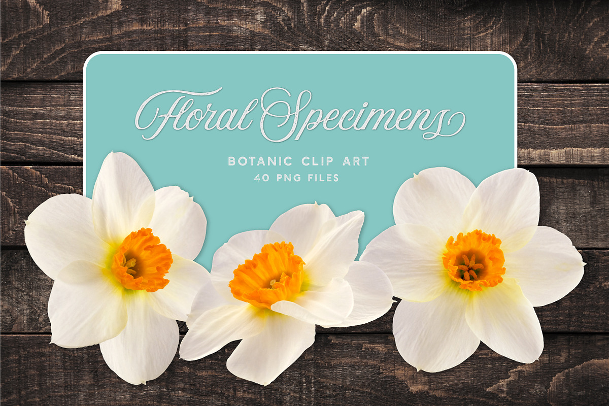 Daffodil Realistic ClipArt Specimens, an Object Graphic by Turning Moss (Photo 2 of 9)