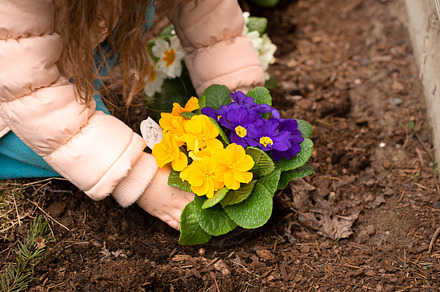 A Young Child Planting Primrose Flowers in the Flower Bed, a Nature Photo by P Maxwell Photography