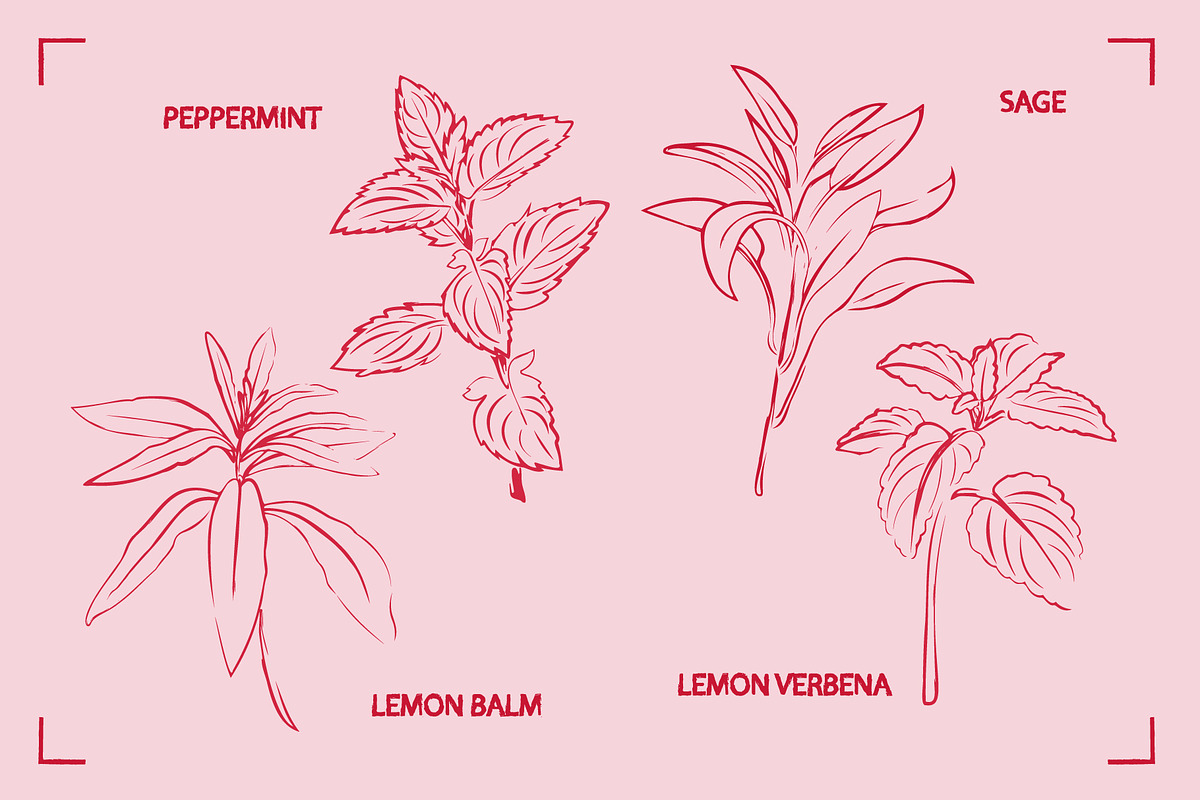 HERBAL TEA (30+ ILLUSTRATIONS), a Food Illustration by Bonfloret Studio (Photo 6 of 10)