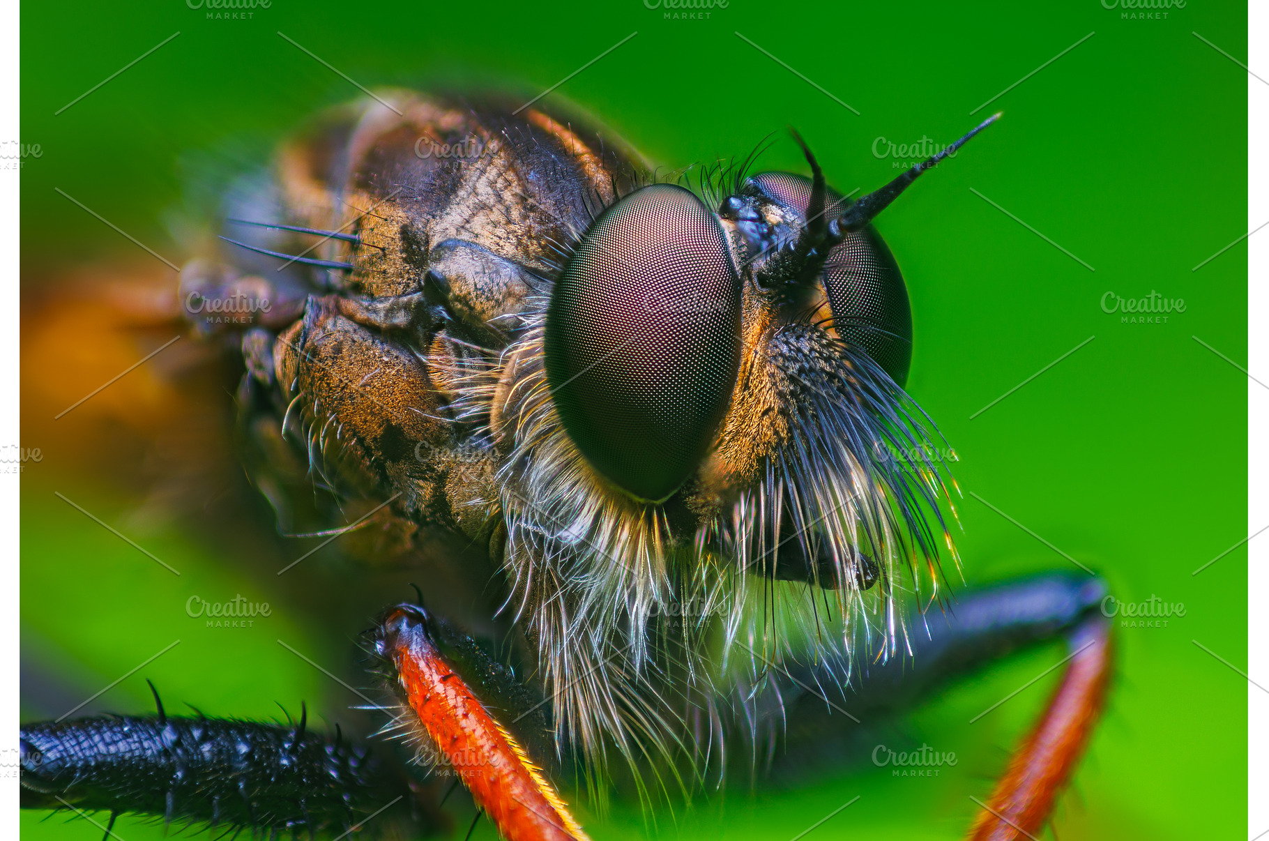 Close-up macro portrait of a Robber, an Animal Photo by Lukas Jonaitis SHOP