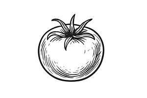 Freshly drawn tomato in black and, a Food Illustration by ZinetroN