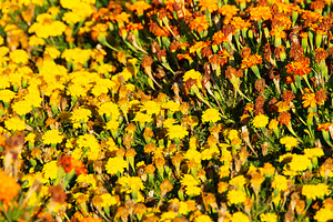 Yellow and orange flowers, a Nature Photo by DanFLCreativo