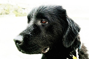 Man's Best Friend