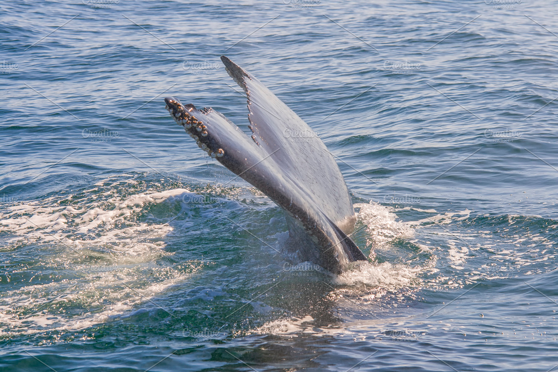 Humpback Whales