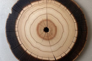 Tree rings photograph, a Nature Photo by ComfortQ