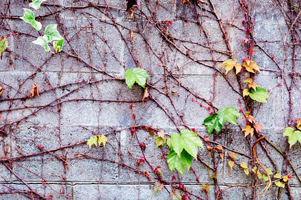 Grey brick wall with plants around, an Abstract Photo by José Manuel Gelpi