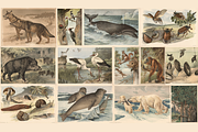 Alfred Fiedler Täubler’s Animals, an Animal Illustration by Digital Museum (Thumbnail 4 of 12)