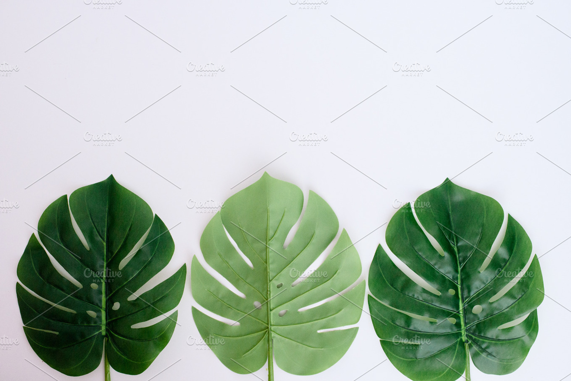 Tropical flowers stock photo containing minimalist and minimalist stock images, a Business Photo by SophieStockBoutique