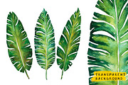 Banana Leaves Watercolor, a Decorative Illustration by Planolla (Thumbnail 3 of 4)