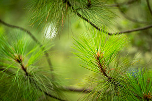 Pine Forest Detail, a Nature Photo by THP Creative
