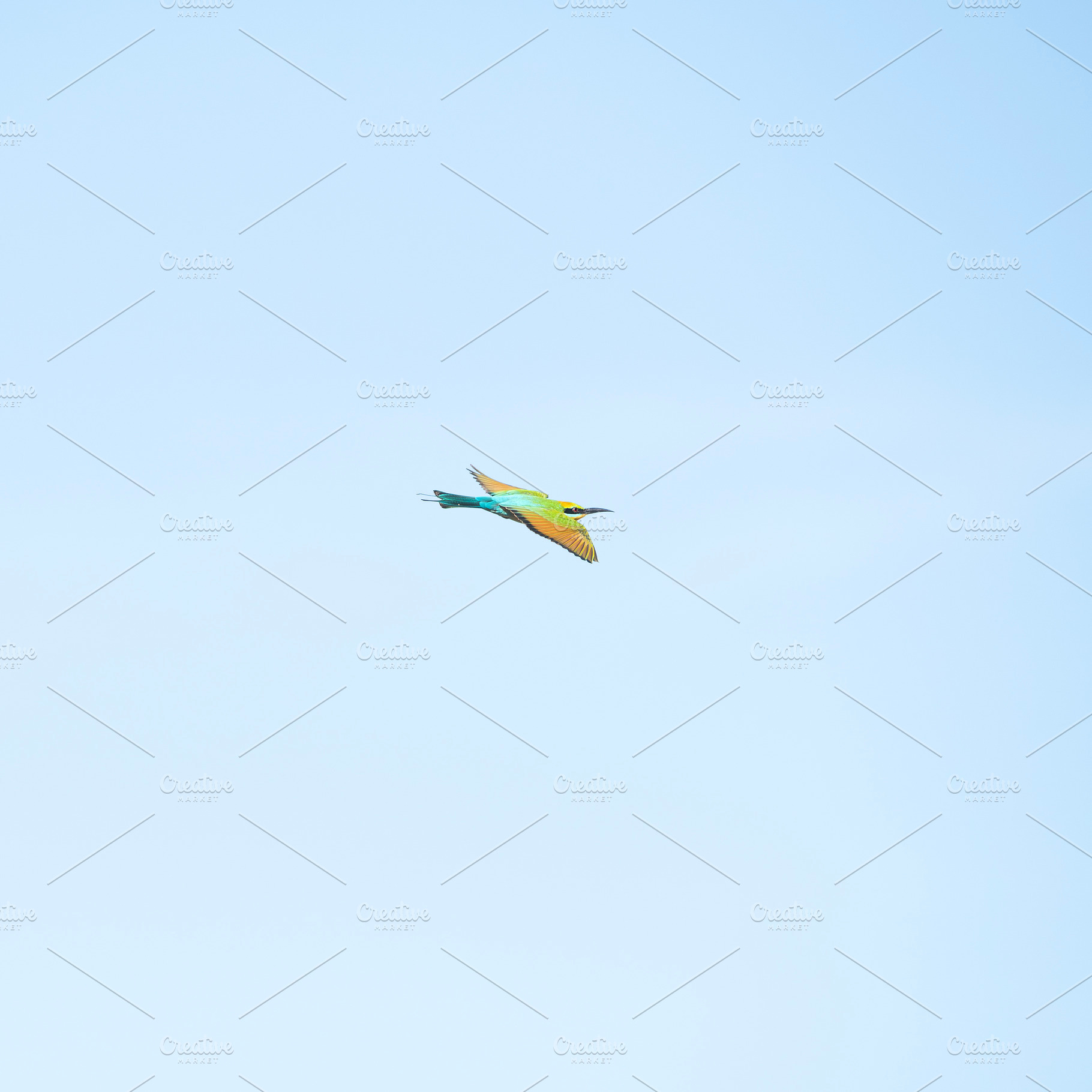 Rainbow Bee-eater, an Animal Photo by Rob D Animal Photography