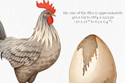 Watercolor chicken clipart, an Object Graphic by MyLittleMeow (Thumbnail 5 of 18)
