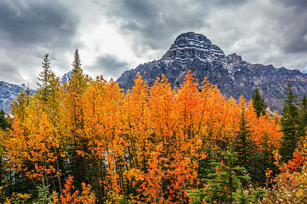 Yellow, orange and red autumn leaves, a Nature Photo by kavram