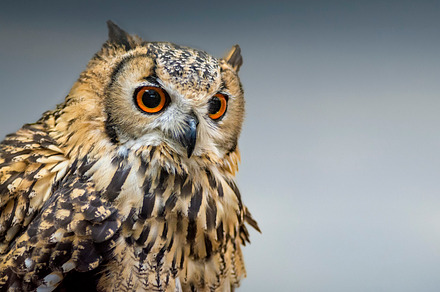 The Long Eared Owl