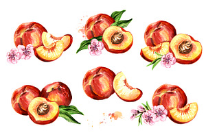 Peaches. Watercolor Collection