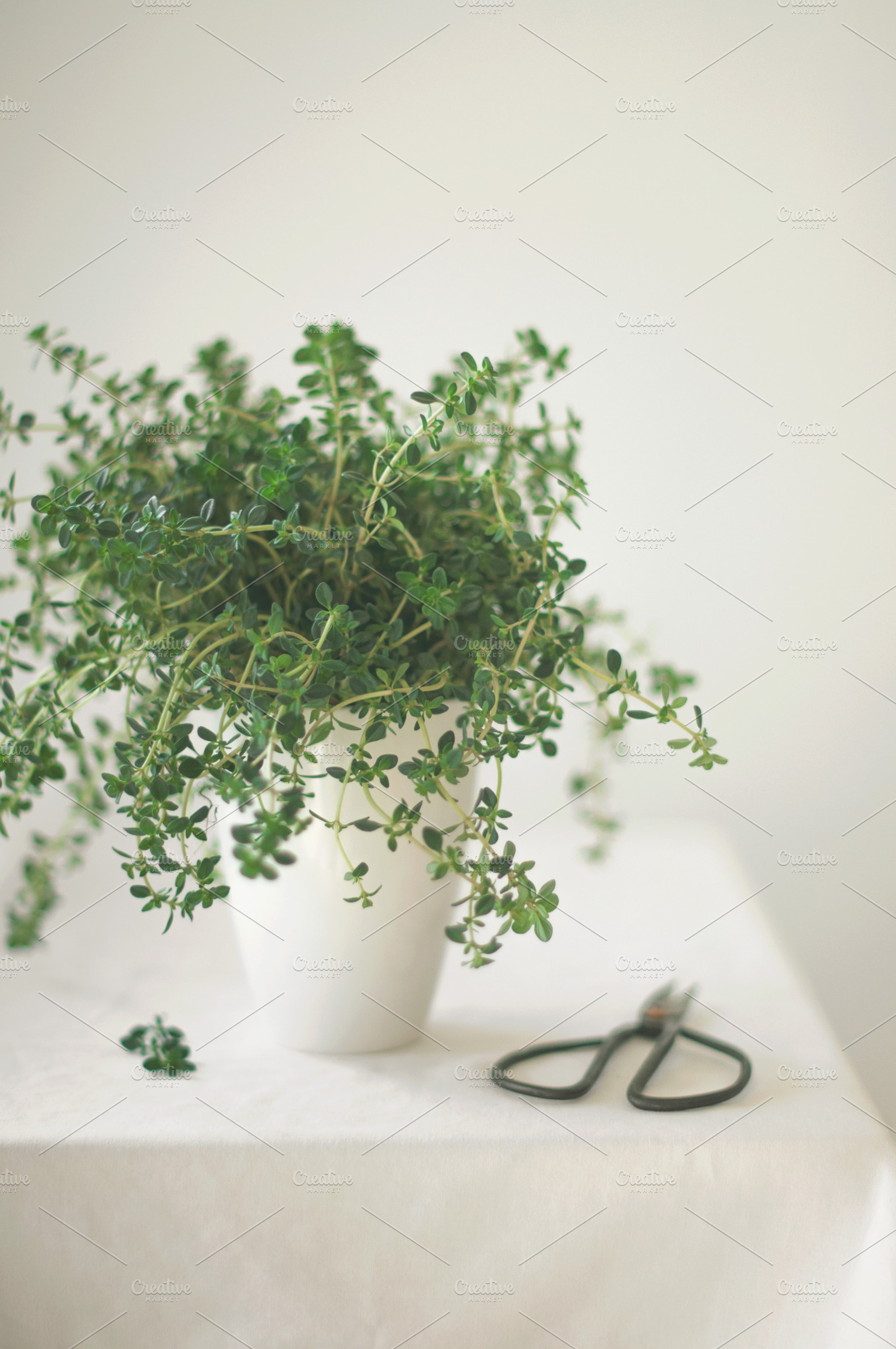 Lemon thyme in a jar, a Food & Drink Photo by Nat Studio