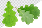 Oak tree leaves and acorns, an Object Graphic by Fruits+Veggies (Thumbnail 9 of 11)