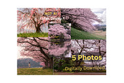 Cherry Blossom Landscape 5 Photos, a Nature Photo by Silent Nature (Thumbnail 1 of 6)