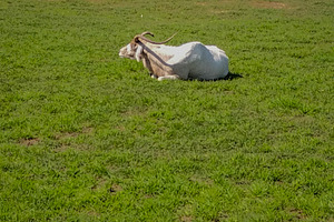 Cow lying on green pasture, an Animal Photo by DanFLCreativo