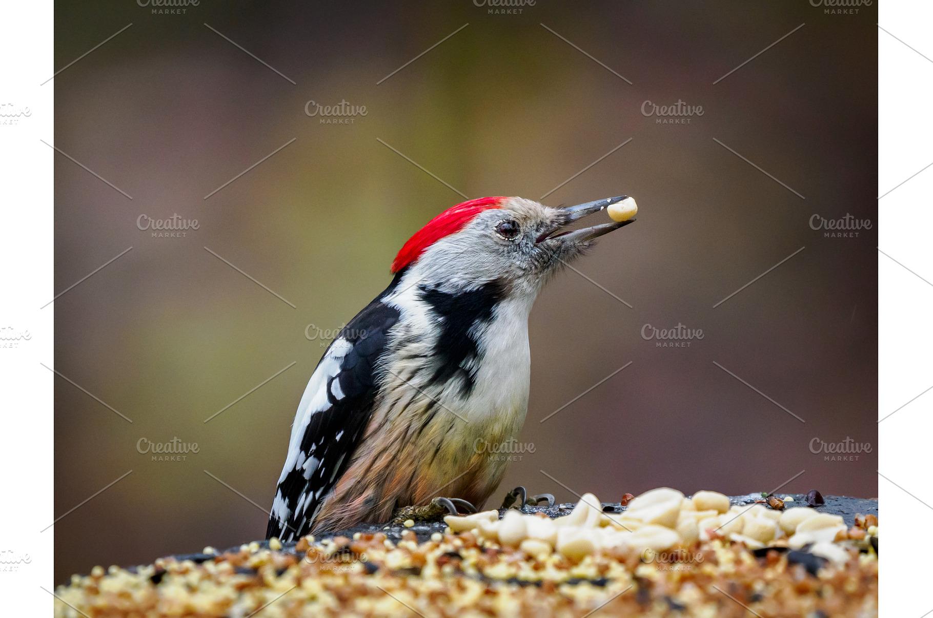 Male middle spotted woodpecker with, an Animal Photo by Fascinadora