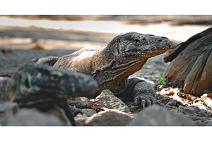 Komodo dragon resting on rocks in