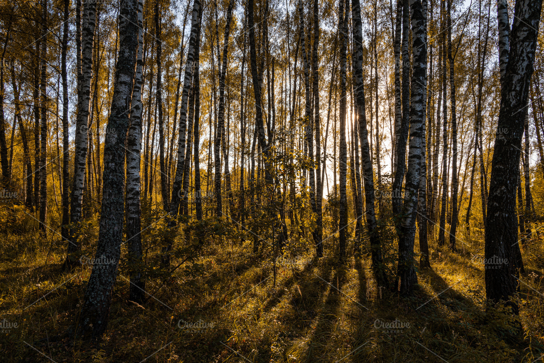 Sun setting through birch tree forest. Golden light illuminating autumn landsca, a Nature Photo by Eugene_Photo