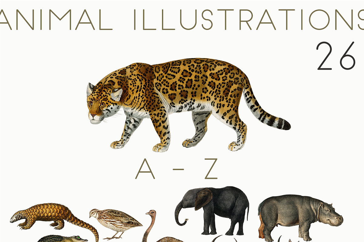 African Animal Alphabet Patterns