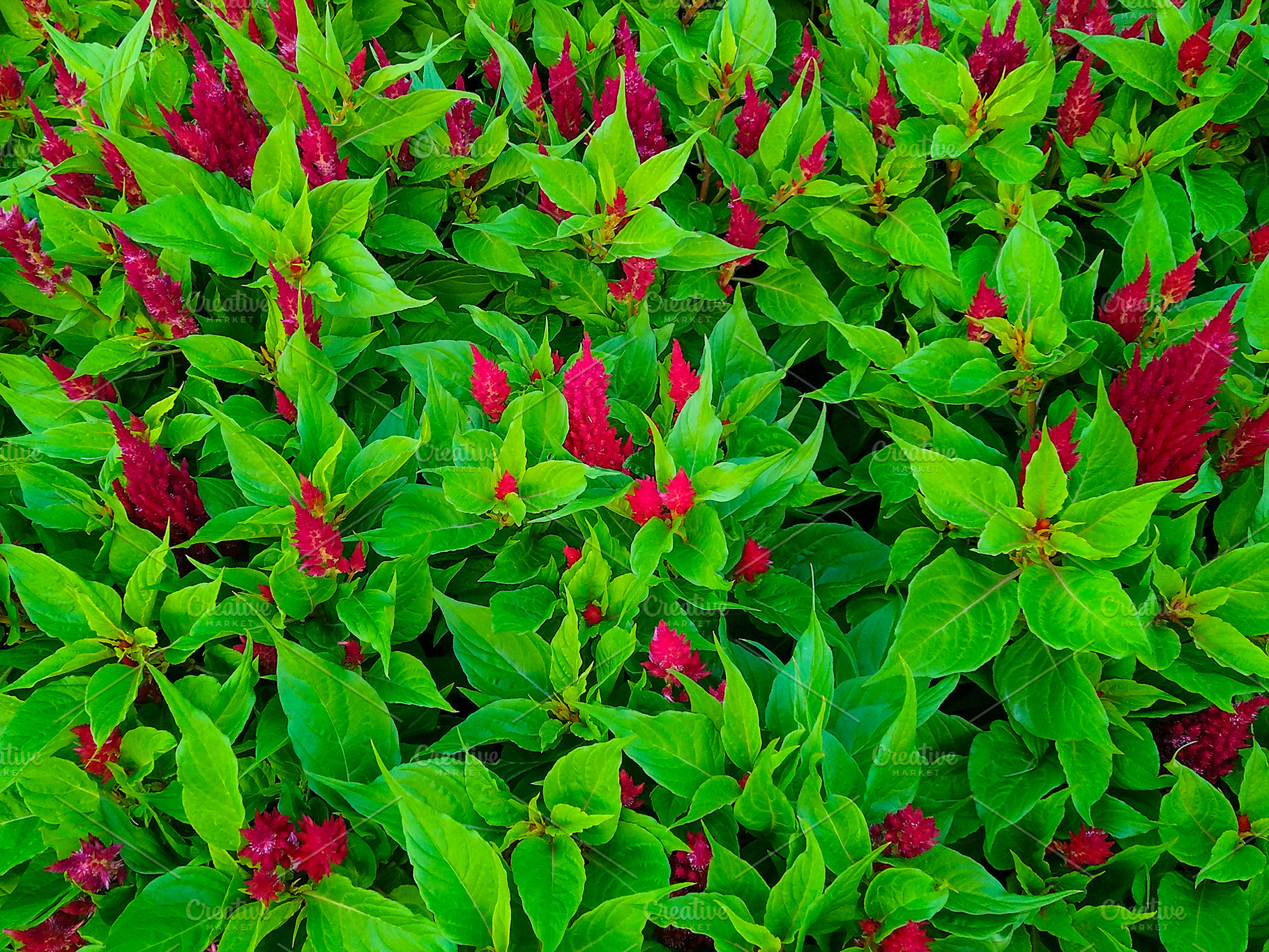 Vivid green foliage with red buds, a Nature Photo by DanFLCreativo