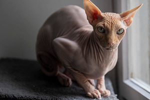 Candid moment of a hairless Sphynx c, an Animal Photo by Imaginarium
