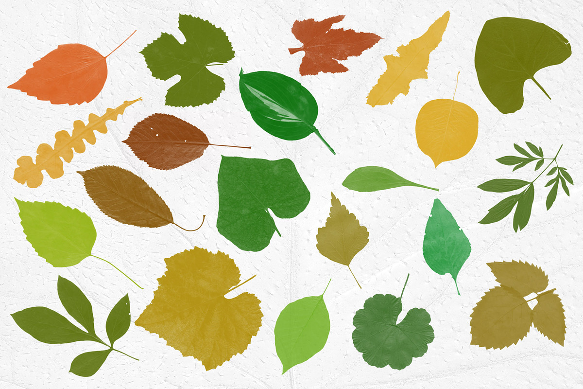 Leaves Photoshop Stamp Brushes, a Brush Add-On by ArtistMef (Photo 3 of 7)