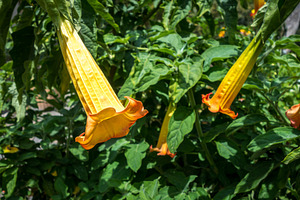 Vibrant yellow and orange brugmansia flowers hanging amidst lush, a Nature Photo by GoodGoods