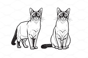 Thai Wichianmat, Siamese cat, an Animal Illustration by yod67